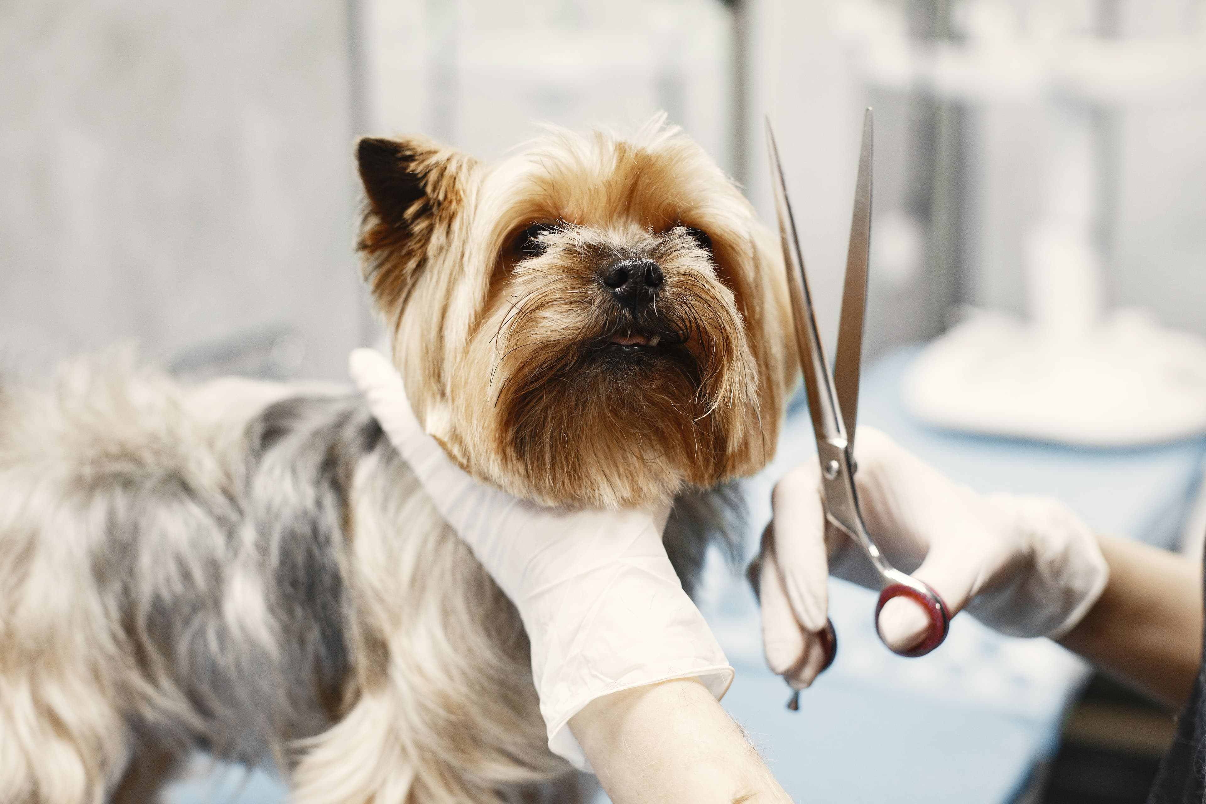 Dog grooming with careful scissor work